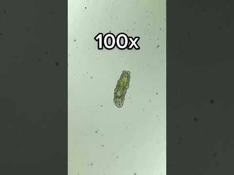 Tardigrade at 0x, 40x, 100x and 400x magnification!