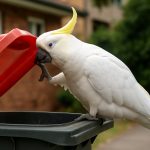 Sydney’s Sulfur-Crested Cockatoos Outsmart Humans Again With Astonishing New Trick